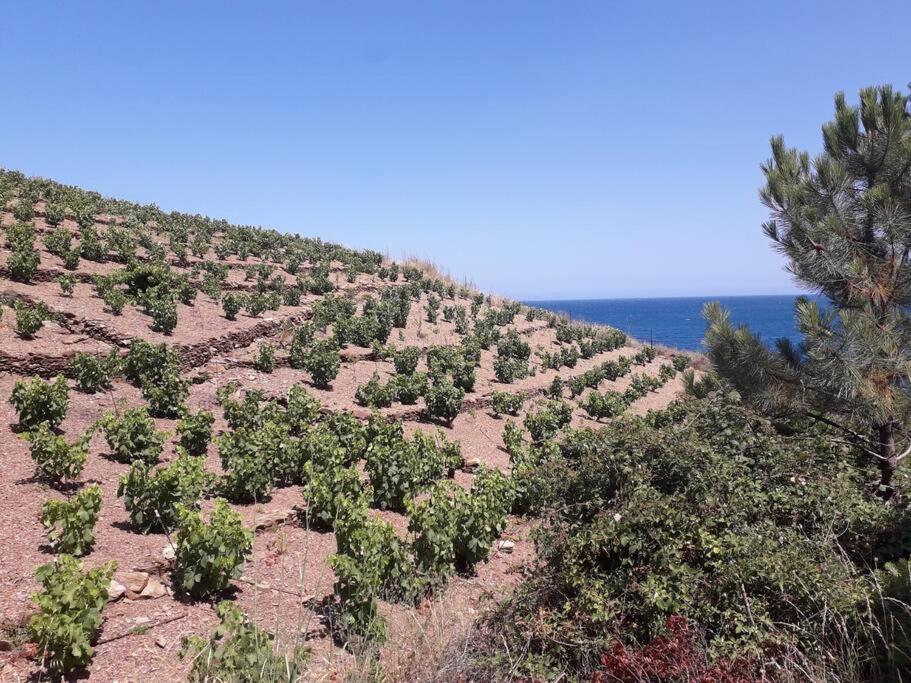 Banyuls La Grande Bleue : Studio T1 Exterior photo